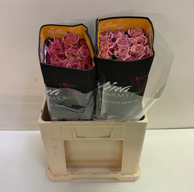 Rosa ec barista LT.jpg